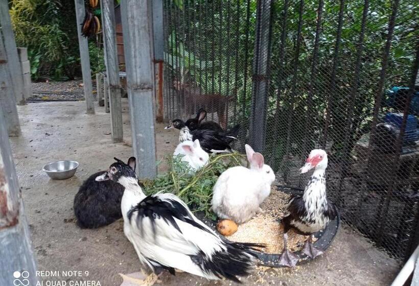 تختخواب و صبحانه Paraiso Hortensia Ecolodge