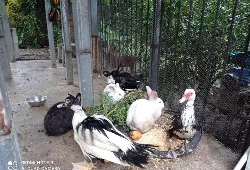 تختخواب و صبحانه Paraiso Hortensia Ecolodge