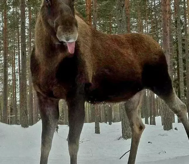 Aamiaismajoitus (B&B) Schnieder S Stuga