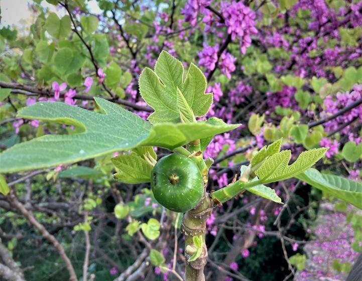 Cheriedel Bed & Breakfast & Art Gallery