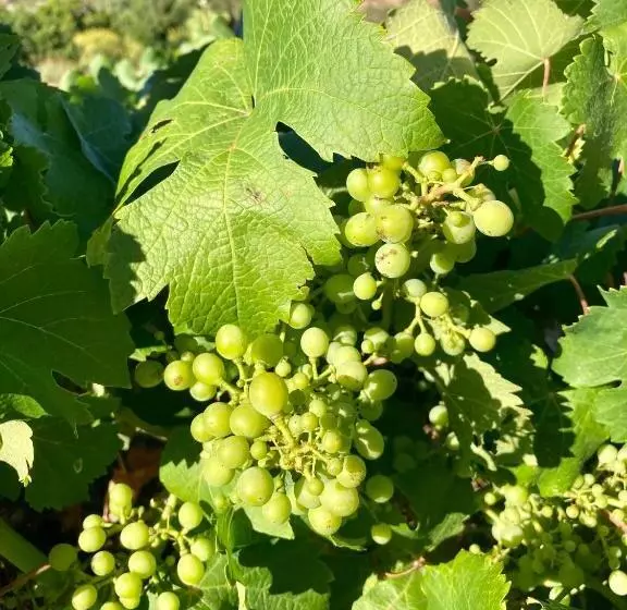 Cheriedel Bed & Breakfast & Art Gallery