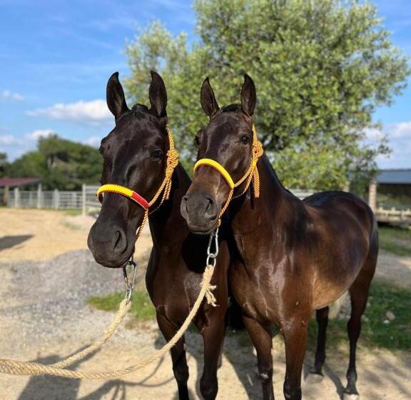 تختخواب و صبحانه Au Balaway