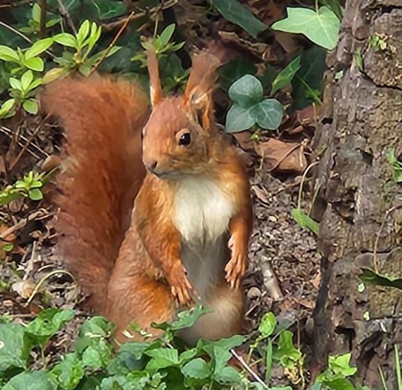 تختخواب و صبحانه Au Balaway