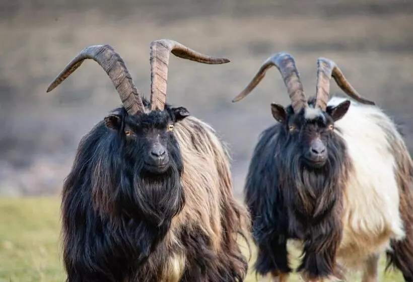 Innes House Bed & Breakfast