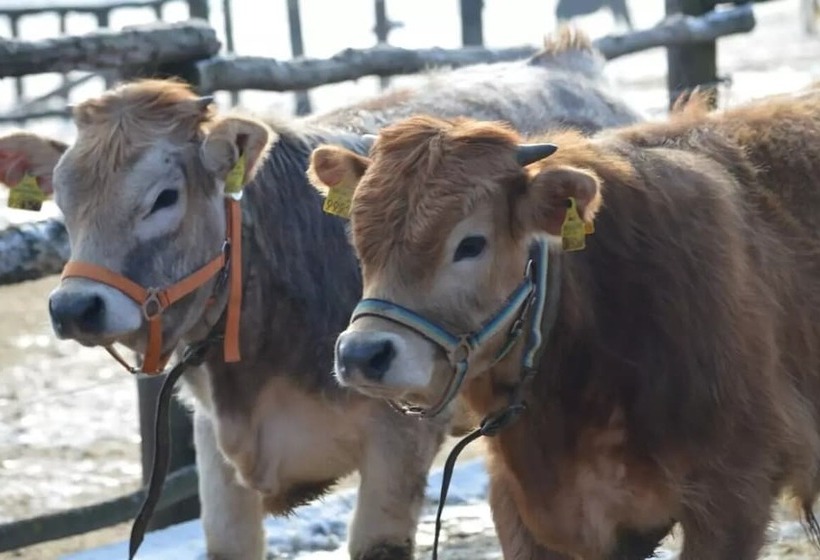 Biobauernhof Wolf Hof