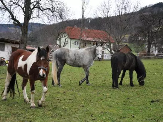 Bauernhof Hof Zu Steinern