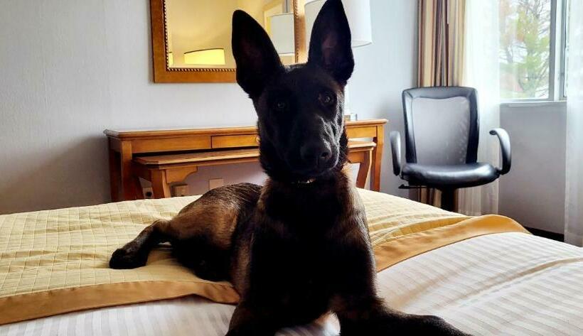 فندق Bangor Grande