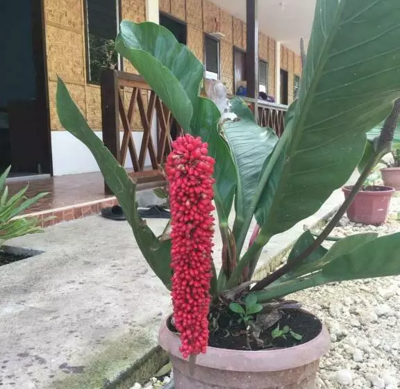 ユースホステル Panglao Rainbow Inn