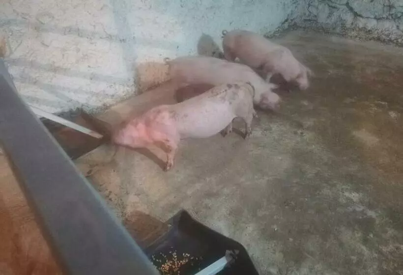 هتل Vile Jefimija