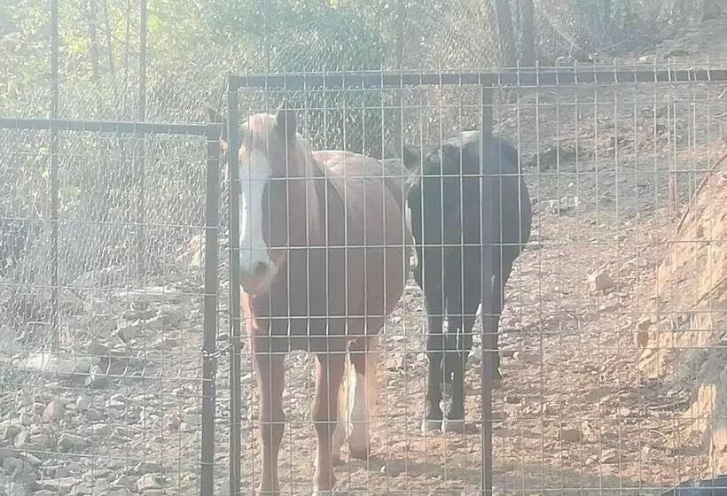 هتل Vile Jefimija