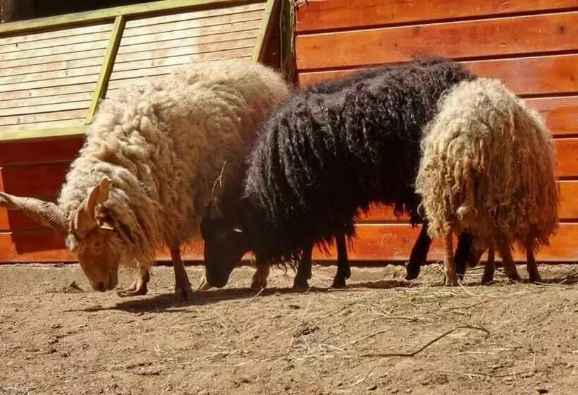 هتل Vile Jefimija