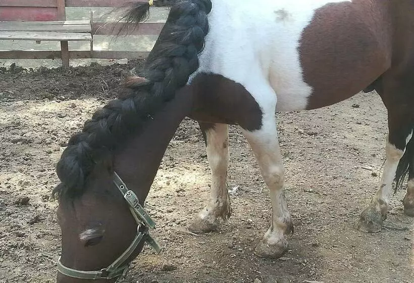 هتل Vile Jefimija