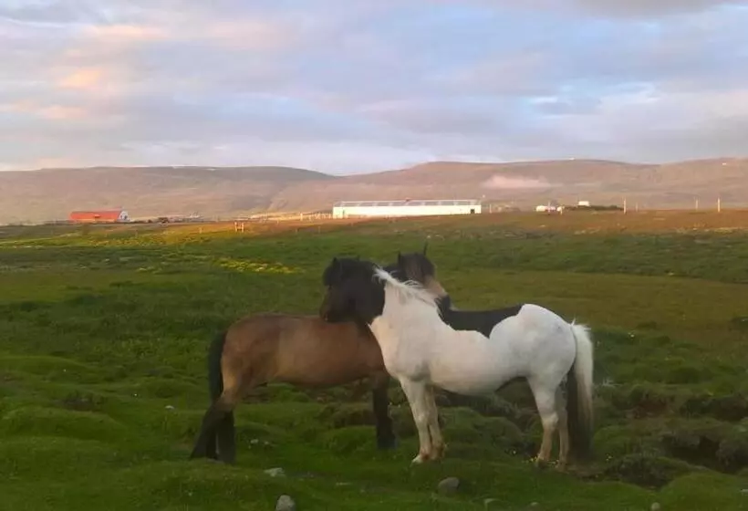 هتل Glæsibær 2 Guesthouse And Horsefarm