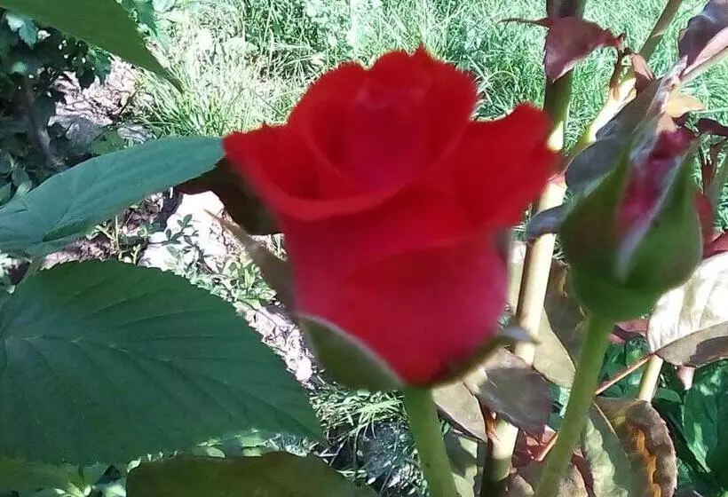 Majatalo Hrisi