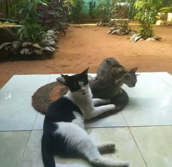 پانسیون Alass Ga For Pets Lovers