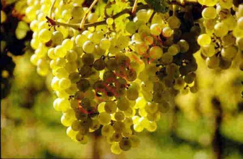 펜션 Landgasthof Zum Lamm