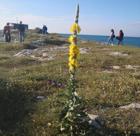 Villa Donà Appartamento:defensola