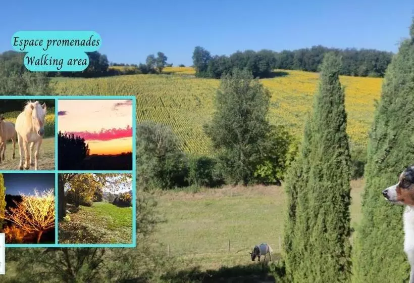 Les Salamandres De Beauregard