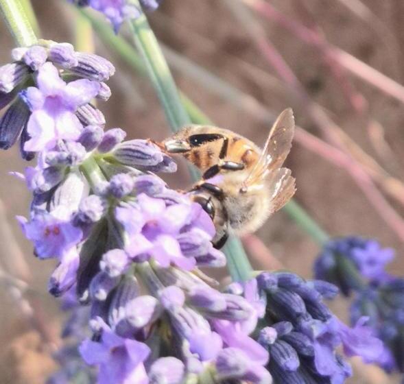Villa Vai Avec Piscine