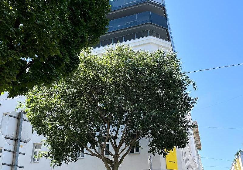 Jimmy S Apartments Dandelion