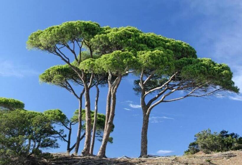 Appartement Au Coeur Des Pins, Plage à 400 Mètres