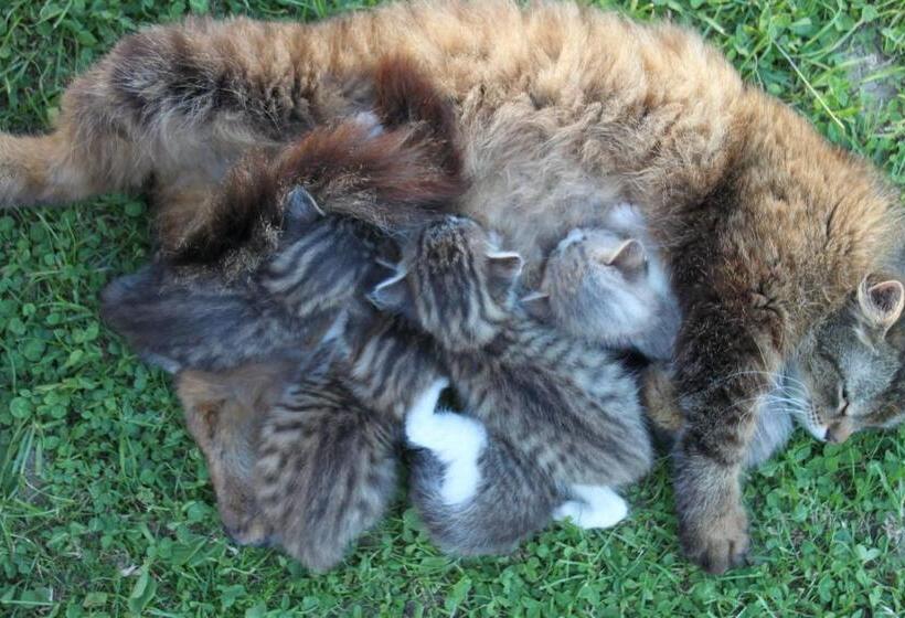 فندق Biohof Bernhard