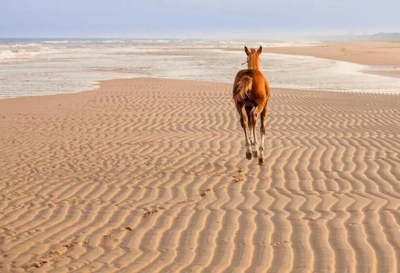 Ecohome Veer   Zeezand Recreatie