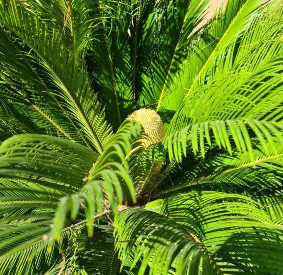 住宿加早餐  Bed&breakfast Finca La Yuca Habitaciones