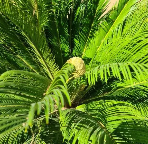 ベッドアンドブレックファースト Bed&breakfast Finca La Yuca Habitaciones