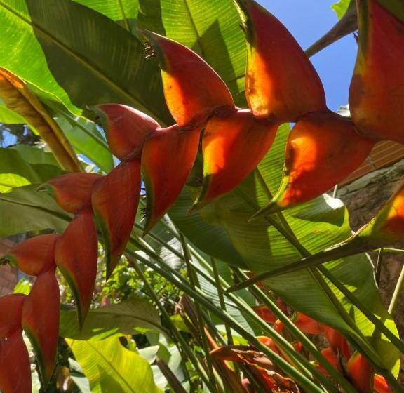 Tropicália Hostel E Pousada