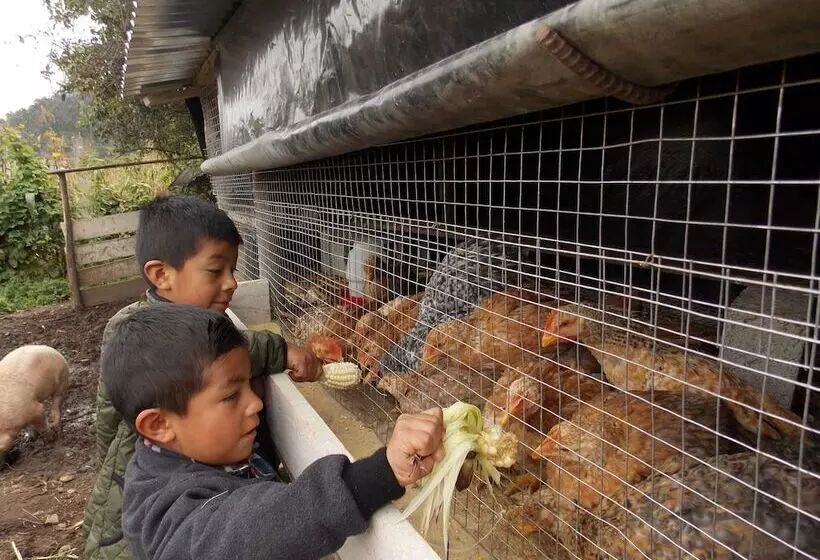 酒店 Green House Araque Inn