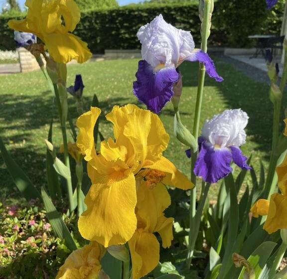 هتل Le Mas Del Pechs