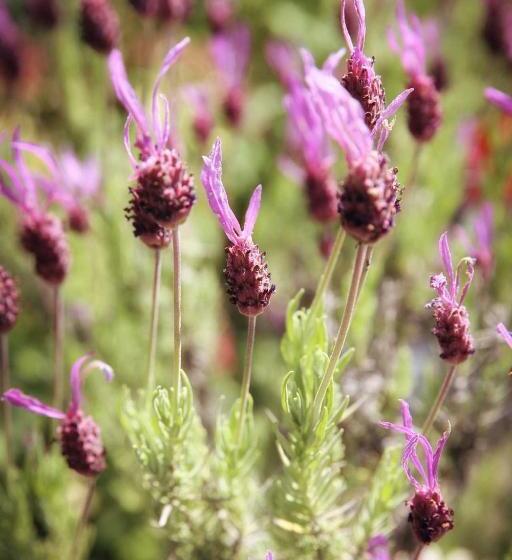 هتل Le Mas Del Pechs