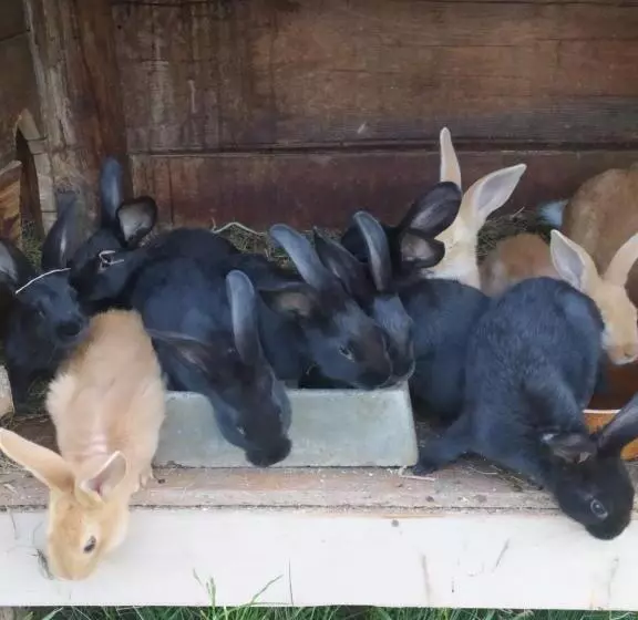 Majatalo Penzion Poutník