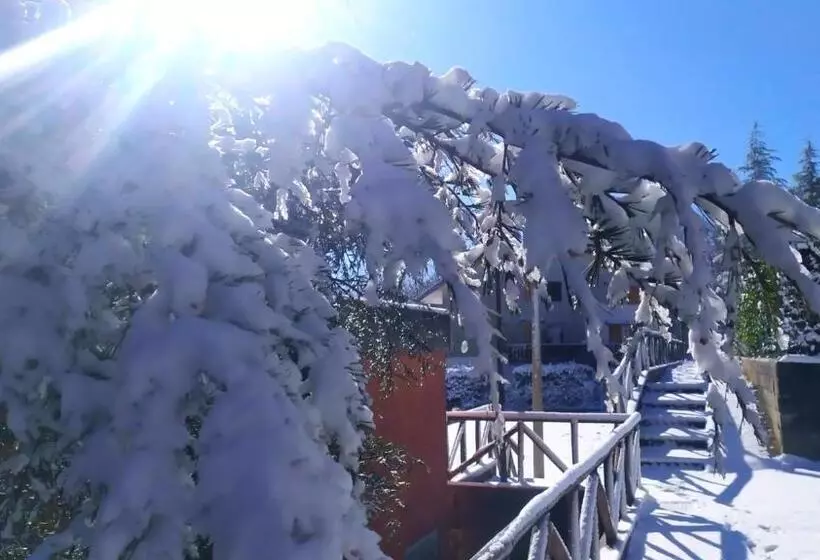 Abete Bianco