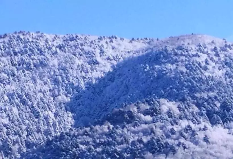 Abete Bianco
