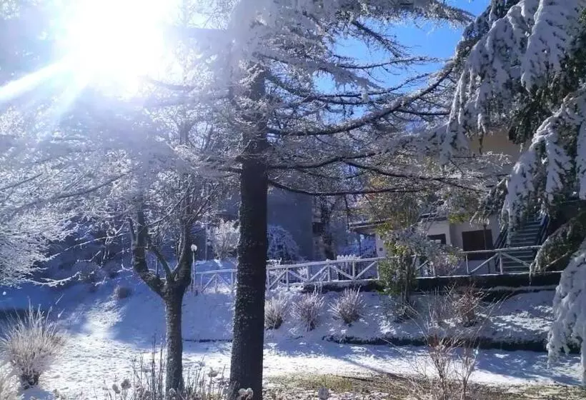 Abete Bianco