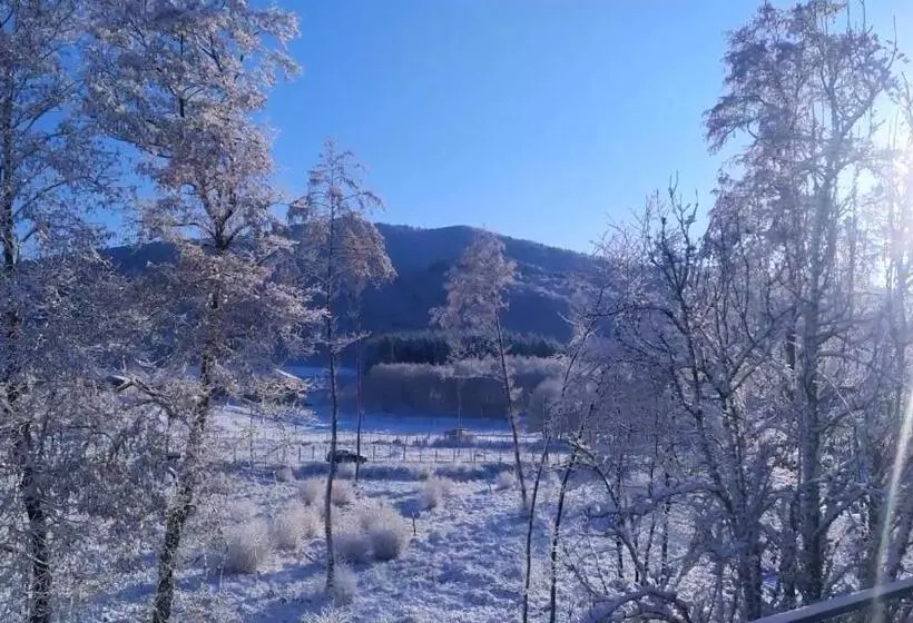 Abete Bianco