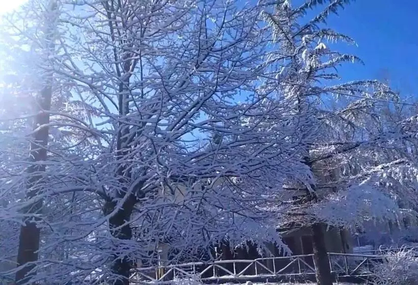 Abete Bianco