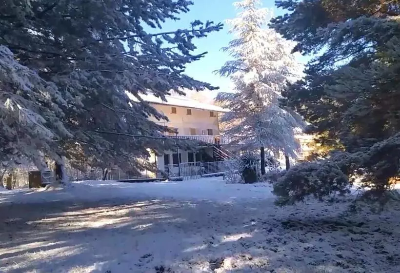Abete Bianco