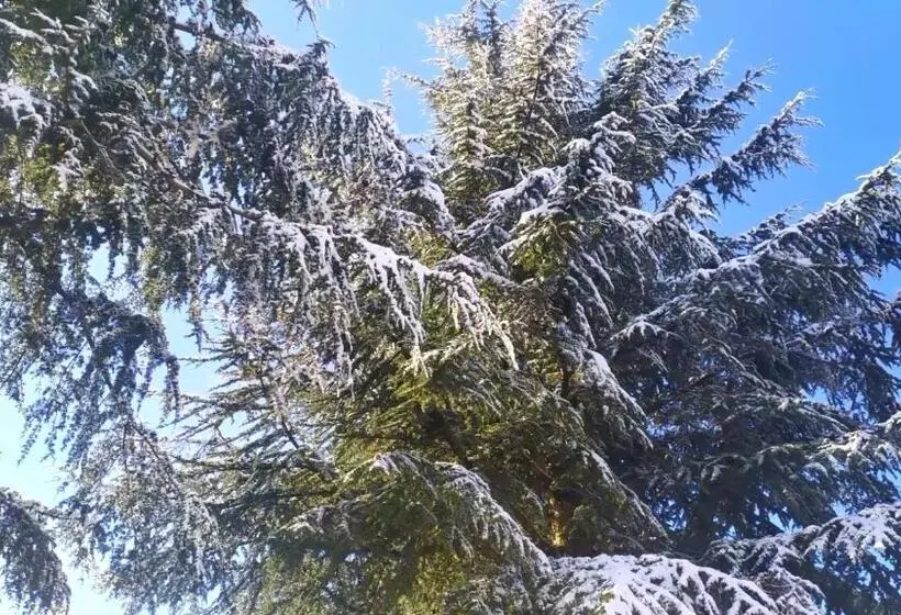Abete Bianco