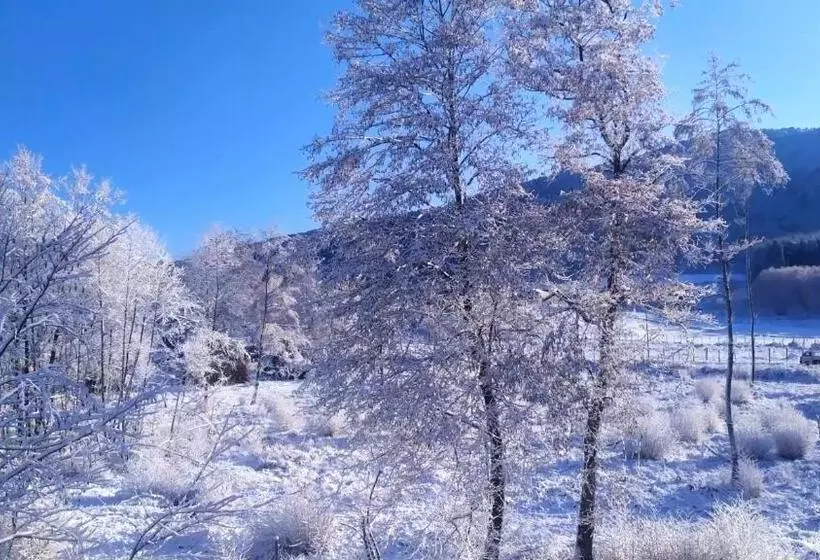 Abete Bianco