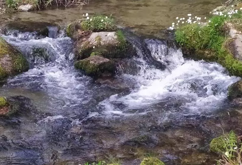 Abete Bianco