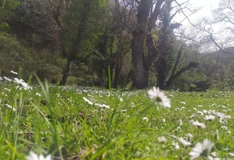 Abete Bianco
