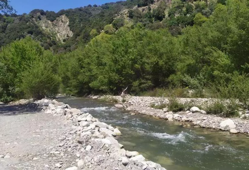 Abete Bianco