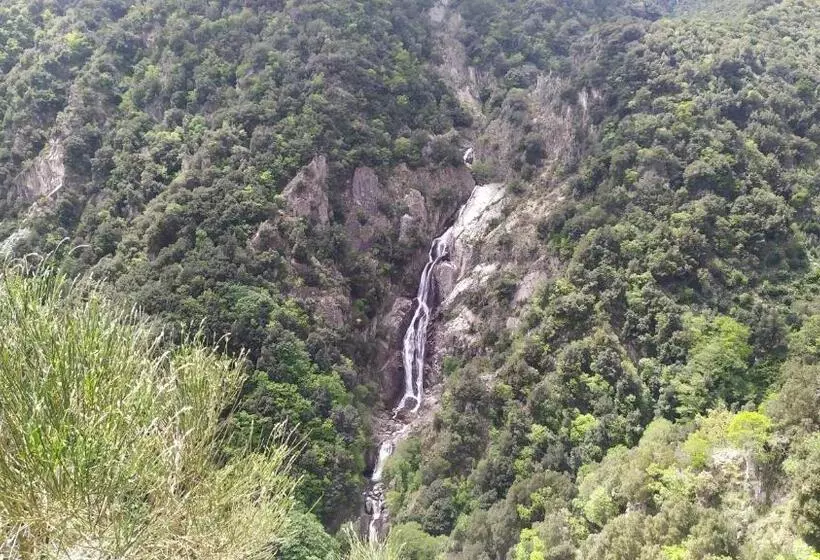 Abete Bianco