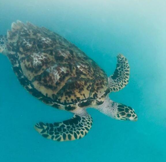 Pensionat City Sunrise