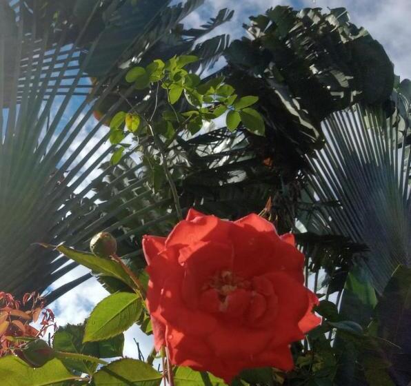 פנסיון Hostal & Cabins Lidia S House, Forest And Ocean View