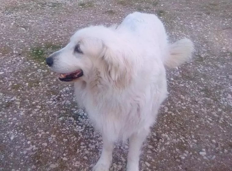 ベッドアンドブレックファースト Le Domaine De Belle