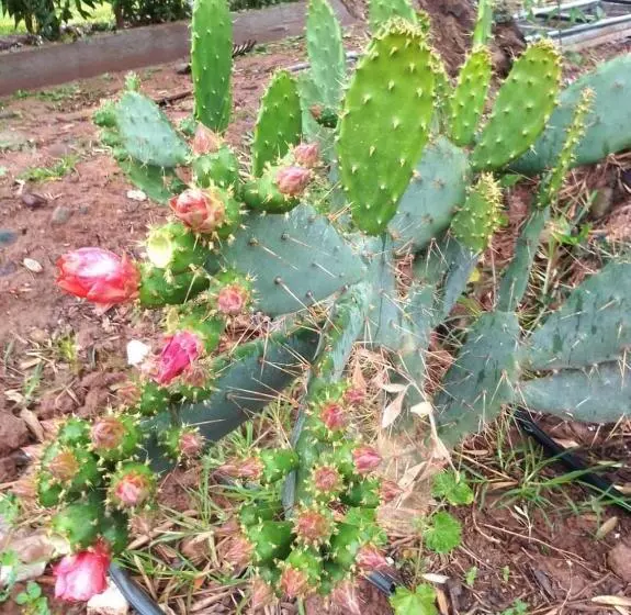 Villa Nathalie Marrakech